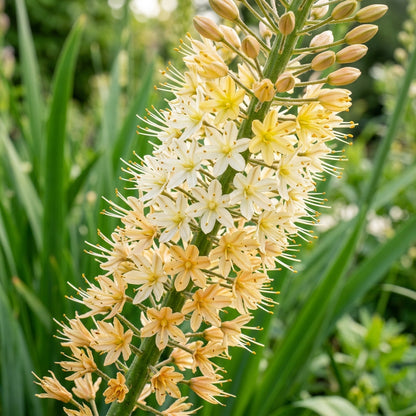 Eremurus Cristatus Foxtail Lily Flower Seeds