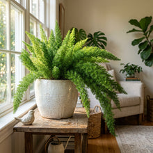 Foxtail Fern Live Ornamental Plant for Indoor & Outdoor Decor
