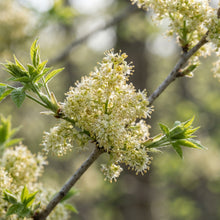 Fraxinus sieboldiana Seeds for Planting