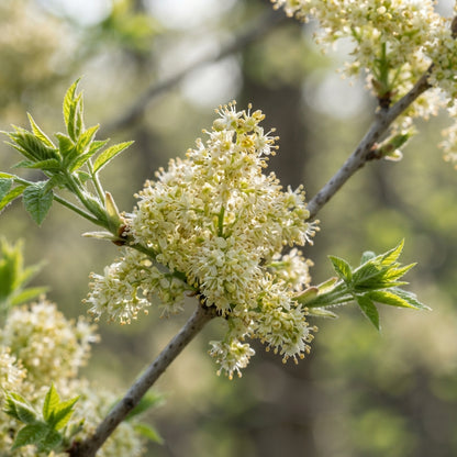Fraxinus sieboldiana Seeds for Planting