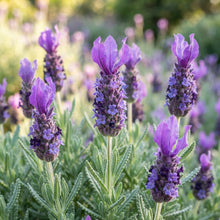 French Lavender Seeds for Planting