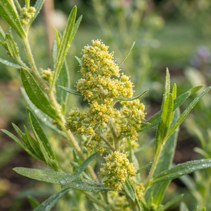 French Tarragon Seeds for Planting
