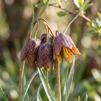 Fritillaria crassifolia subsp. kurdica Flower Seeds for Planting