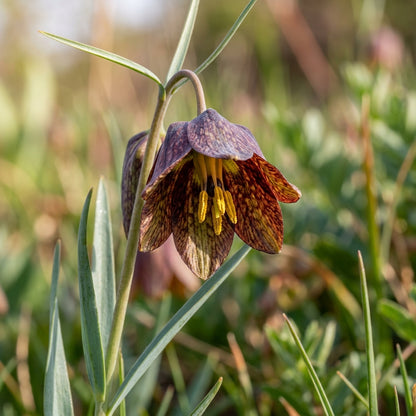 Fritillaria crassifolia subsp. kurdica Flower Seeds for Planting