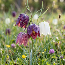 Fritillaria Meleagris Seeds - Checkered Lily Flower Seeds for Garden