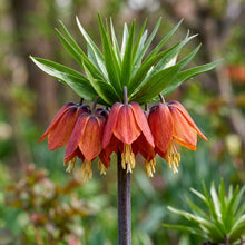 Fritillaria Imperialis Rubra Flower Seeds - Crown Imperial Flower Seeds for Garden