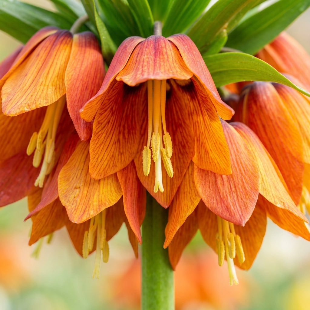 Crown Imperial Fritillaria Seeds - Fritillaria Flower Seeds for Garden