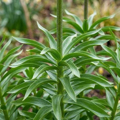 Fritillaria Imperialis Rubra Flower Seeds - Crown Imperial Flower Seeds for Garden