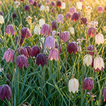 Fritillaria Meleagris Mixed Flower Seeds for Garden Planting