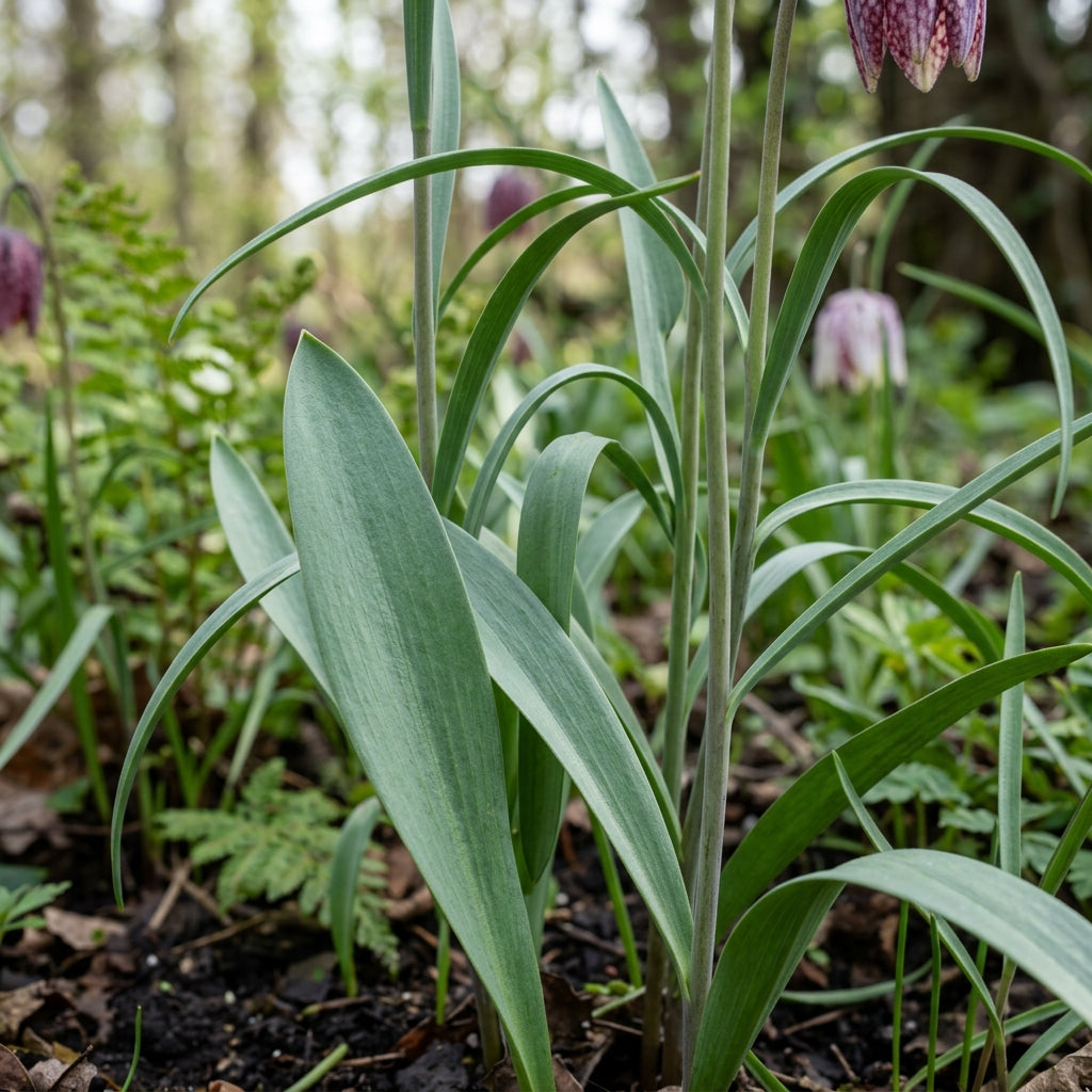 Fritillaria Meleagris Seeds - Checkered Lily Flower Seeds for Garden