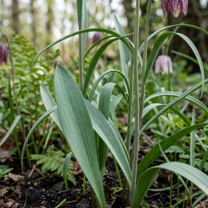 Fritillaria Meleagris Seeds - Checkered Lily Flower Seeds for Garden