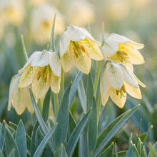 Fritillaria Pallidiflora Flower Seeds for Garden Planting