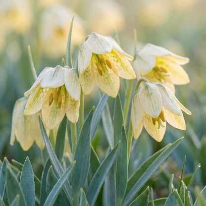 Fritillaria Pallidiflora Flower Seeds for Garden Planting