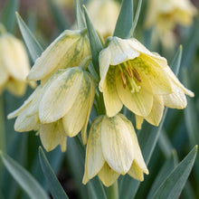 Fritillaria Pallidiflora Flower Seeds for Garden Planting