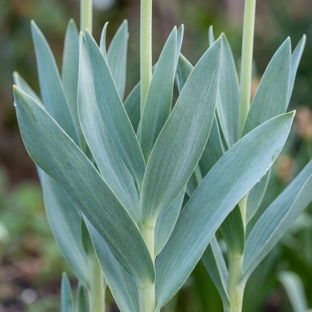 Fritillaria Pallidiflora Flower Seeds for Garden Planting