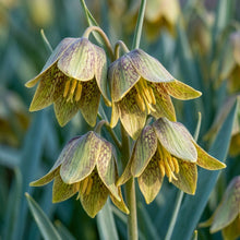 Fritillaria Pontica Flower Seeds for Garden Planting