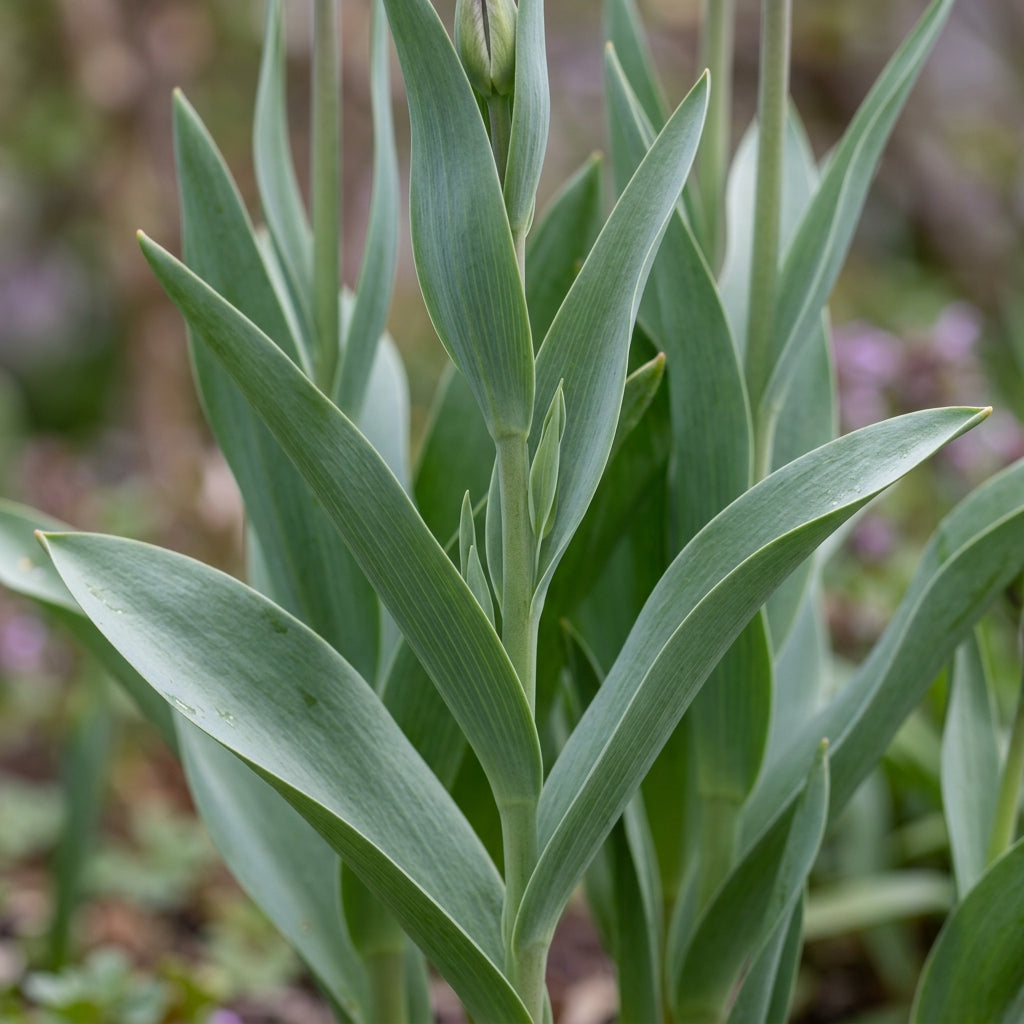 Fritillaria Pontica Flower Seeds for Garden Planting