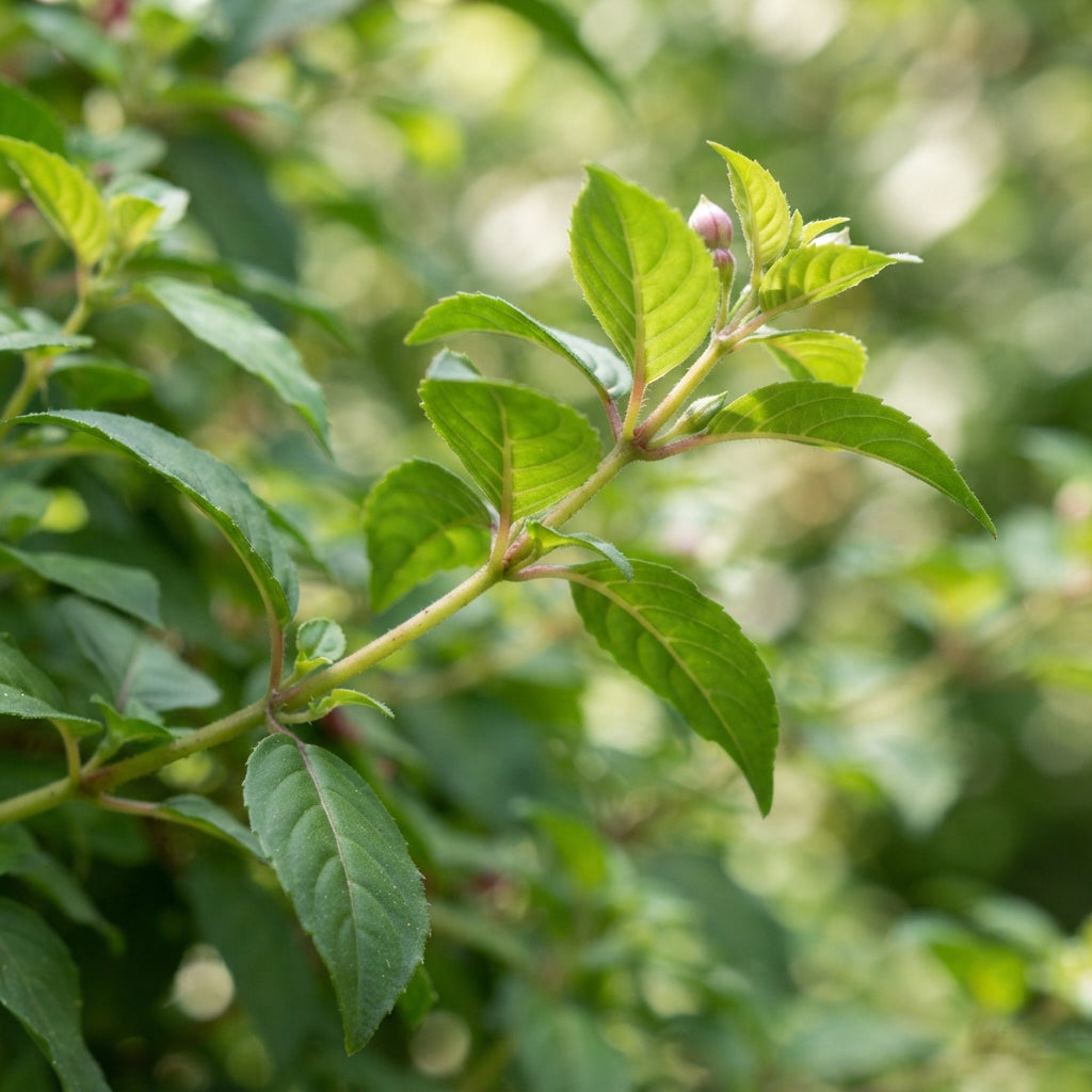 Fuchsia Astoria Flower Seeds for Planting