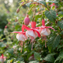 Fuchsia Astoria Flower Seeds for Planting