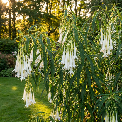 Fuchsia Boliviana White Flower Seeds For Planting