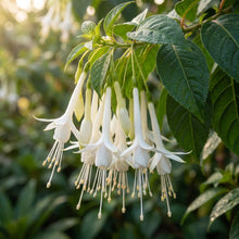 Fuchsia Boliviana White Flower Seeds For Planting