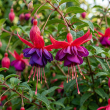 Purple Red Fuchsia Flower Seeds - Fuchsia Flower Seeds for Garden