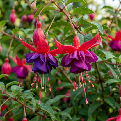 Purple Red Fuchsia Flower Seeds - Fuchsia Flower Seeds for Garden