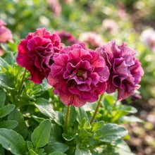 Viola Double Petal Fuchsia Flower Seeds for Planting