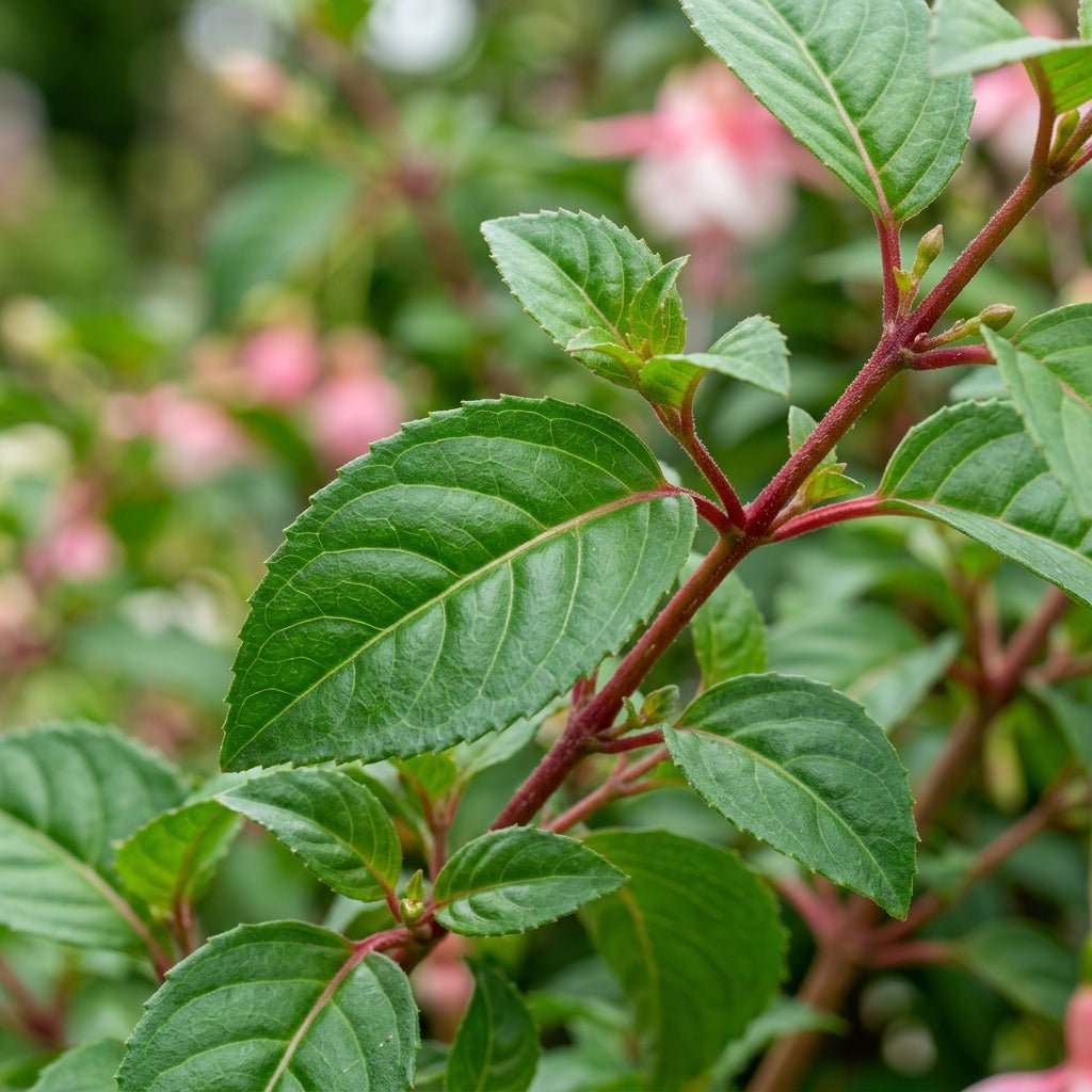 Purple Red Fuchsia Flower Seeds - Fuchsia Flower Seeds for Garden