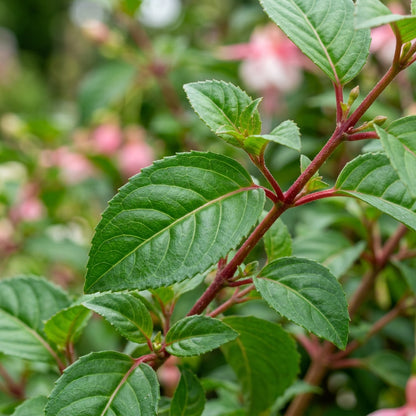 Purple Red Fuchsia Flower Seeds - Fuchsia Flower Seeds for Garden