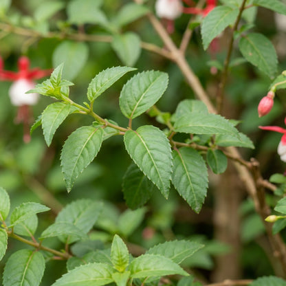 Red and White Fuchsia Flower Seeds for Planting