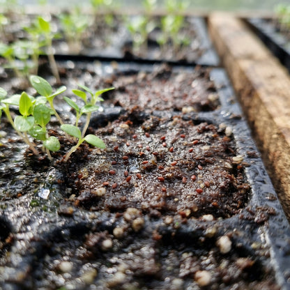 Fuchsia Astoria Flower Seeds for Planting