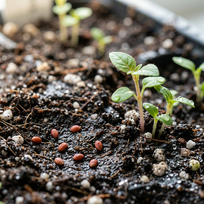 Red and White Fuchsia Flower Seeds for Planting