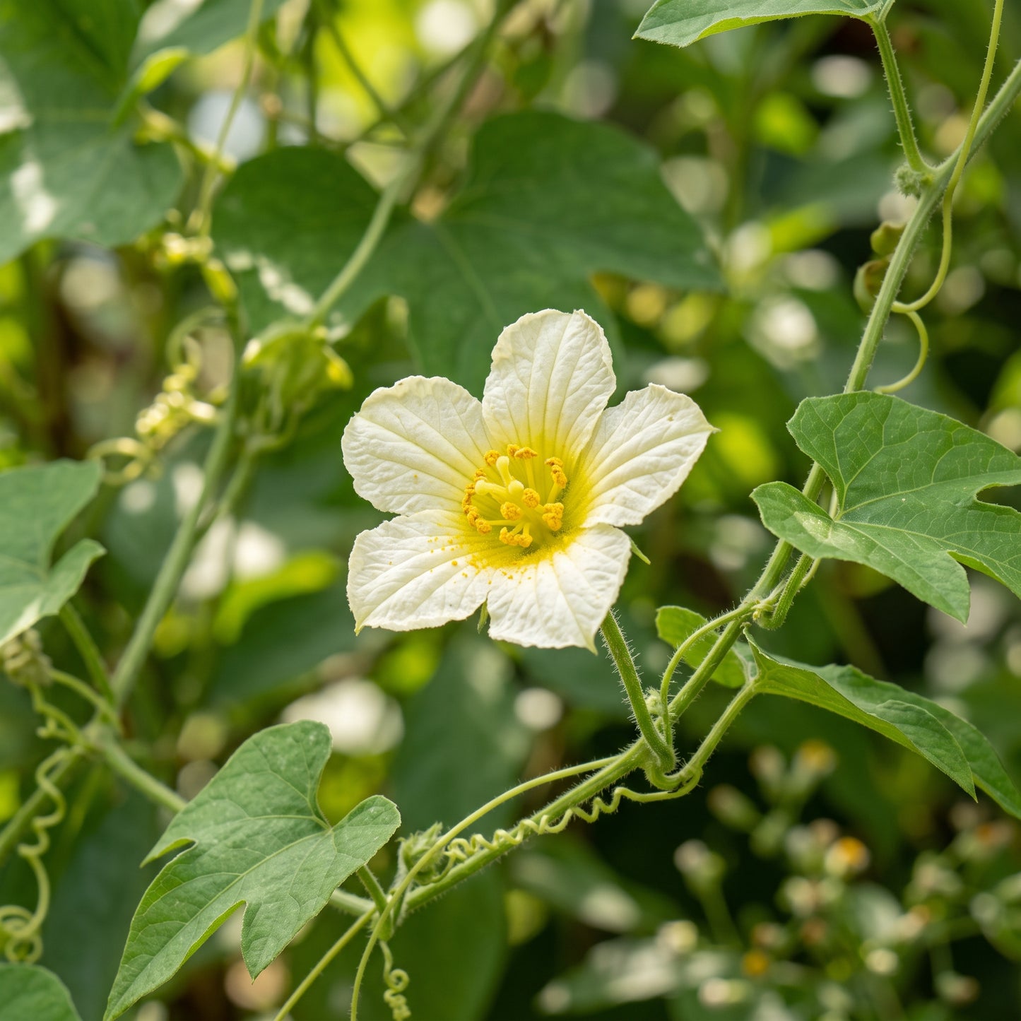 Gac Fruit (Momordica cochinchinensis) Seeds for Planting