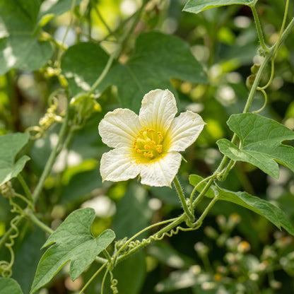 Gac Fruit (Momordica cochinchinensis) Seeds for Planting