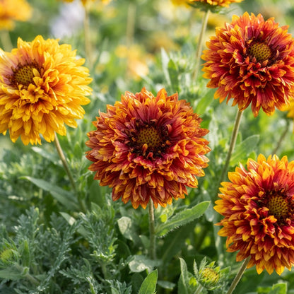 Gaillardia Double Mixed Flower Seeds for Planting