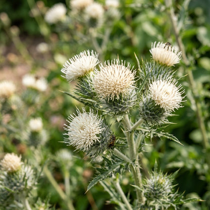 Galactites Tomentosa Alba Seeds – Silvery White Blooms