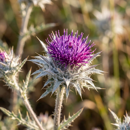 Galactites Tomentosa Seeds – Wild Ornamental Blooms