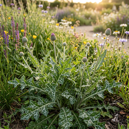 Galactites Tomentosa Seeds – Wild Ornamental Blooms
