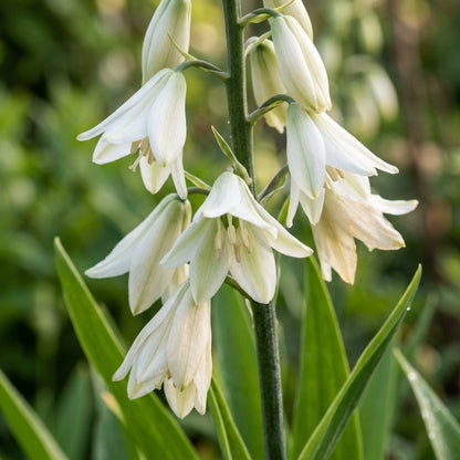 Galtonia Princeps Flower Seeds For Planting