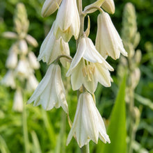 Galtonia Princeps Flower Seeds For Planting