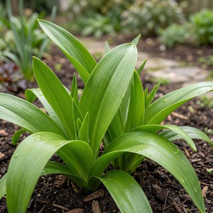 Galtonia Princeps Flower Seeds For Planting