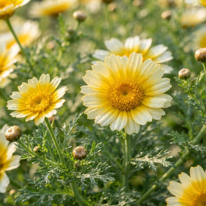 Garland Chrysanthemum Seeds for Planting