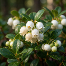 Gaultheria Hispida Snowberry Wintergreen Seeds