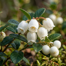 Gaultheria Hispida Snowberry Wintergreen Seeds