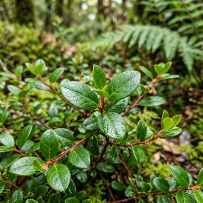 Gaultheria Hispida Snowberry Wintergreen Seeds