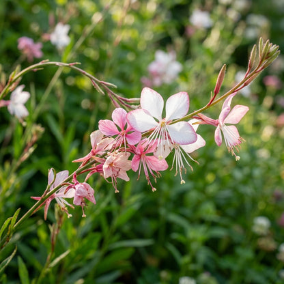 Mixed Gaura lindheimeri Flower Seeds for Planting