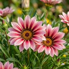 Gazania New Day Rose Stripe Seeds – Rose Striped Gazania