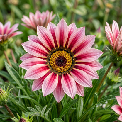 Gazania New Day Rose Stripe Seeds – Rose Striped Gazania