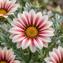 Gazania New Day Rose Stripe F1 Flower Seeds For Planting